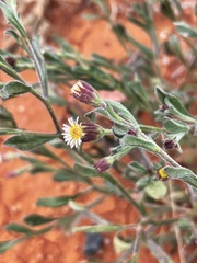 Vittadinia pterochaeta