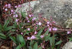 Dendrobium kingianum