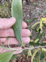 Acacia leiocalyx