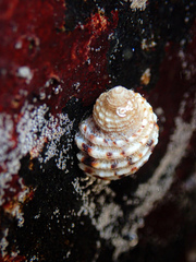 Dicathais orbita