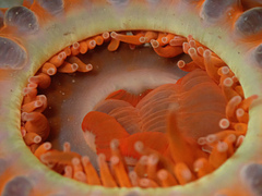 Phlyctenanthus australis