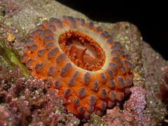 Phlyctenanthus australis