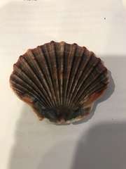 Pecten fumatus