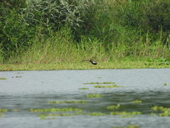 Hydrophasianus chirurgus