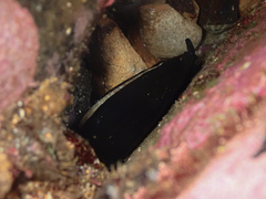 Scutus antipodes