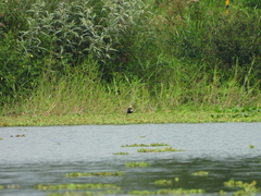 Hydrophasianus chirurgus