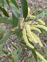 Acacia leiocalyx