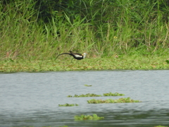 Hydrophasianus chirurgus