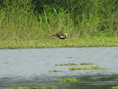 Hydrophasianus chirurgus