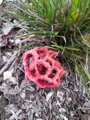 Clathrus ruber