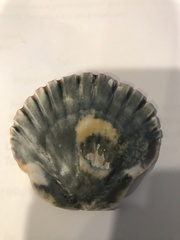 Pecten fumatus