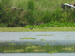 Hydrophasianus chirurgus