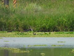 Hydrophasianus chirurgus