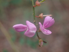 Indigofera australis