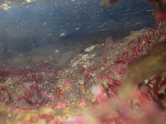 Coscinasterias muricata