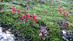 Utricularia menziesii