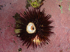 Heliocidaris erythrogramma