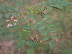 Indigofera australis