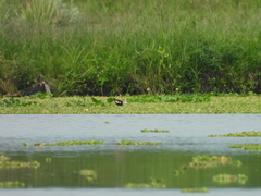 Hydrophasianus chirurgus