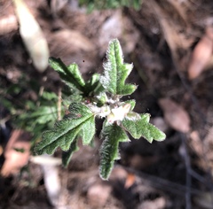 Xanthosia pilosa