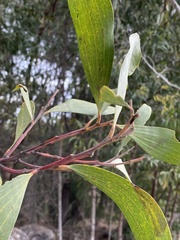 Acacia leiocalyx
