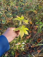 Anemonastrum dichotomum