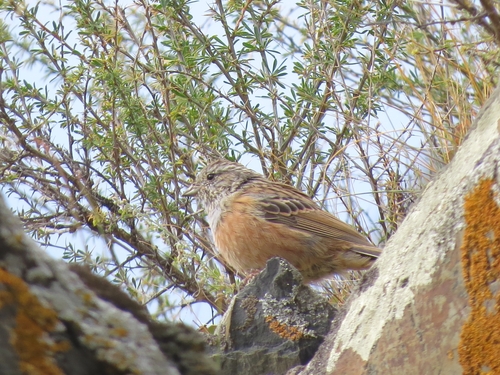 Godlewski's Bunting (Emberiza godlewskii), photo 9