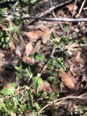 Xanthosia pilosa