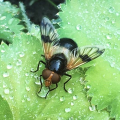 Volucella pellucens