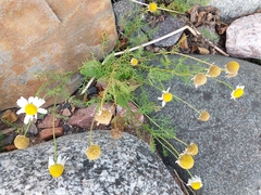 Tripleurospermum maritimum