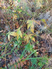 Anemonastrum dichotomum