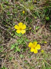 Ranunculus lappaceus