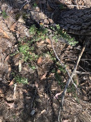Xanthosia pilosa