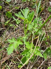Ranunculus lappaceus