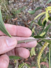 Acacia leiocalyx