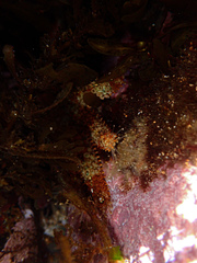 Coscinasterias muricata