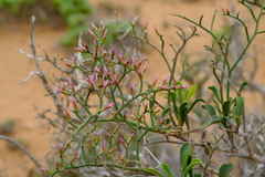 Limonium dagmariae