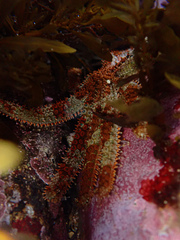 Coscinasterias muricata