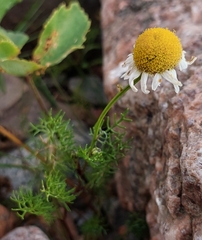 Tripleurospermum maritimum