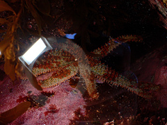 Coscinasterias muricata