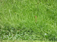 Ixobrychus cinnamomeus