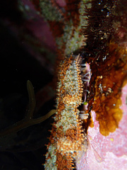 Coscinasterias muricata