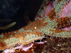 Coscinasterias muricata