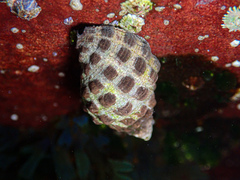 Tenguella marginalba