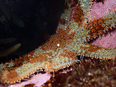 Coscinasterias muricata