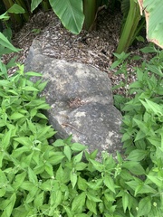 Plestiodon fasciatus