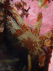 Coscinasterias muricata