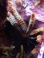 Coscinasterias muricata