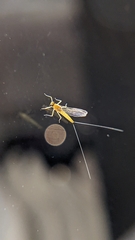 Cloeon dipterum