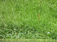 Ixobrychus cinnamomeus